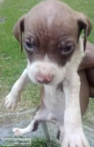 Redboyjocko Bolyes Bolio pups 6wks
