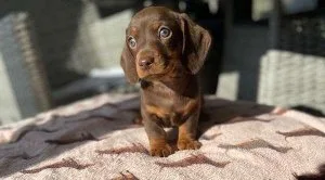 Miniature Dachshund Puppy for Sale