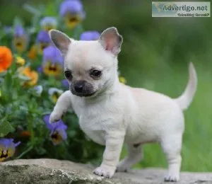 CKC Chihuahua puppies for sale.