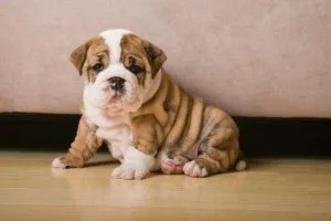 Healthy English Bulldog Puppies Near Me for Adoption Now.