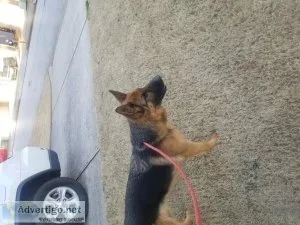 German shepherd
