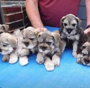 Gorgeous schnauzers available