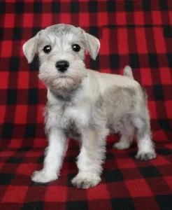 Gorgeous Miniature Schnauzer Puppies