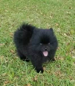 AKC Registered Pomeranian Puppies For Sale