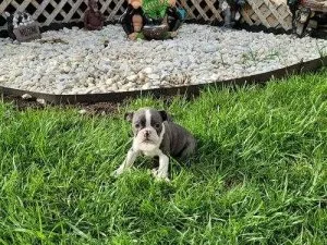 Boston Terrier Puppies to Go