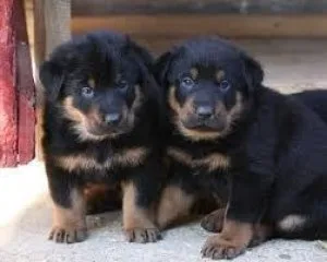 CKC registered Beauceron Puppies