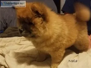 New litter of Chow Chow puppies ready now