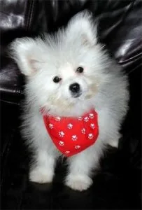 Healthy Maltipom Puppies For Sale.