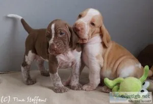 Beautiful Bracco Italiano puppies for sale.