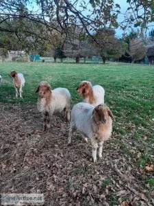 Fat tail Awassi sheep now available for sale