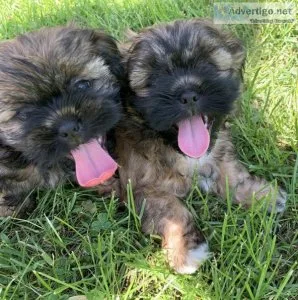 Shih TzuMorkie