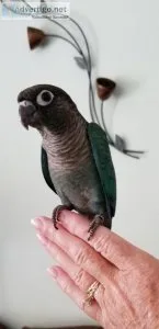 Turquoise Green Cheeks for Sale in So FL