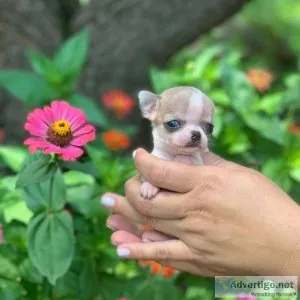 Gorgeous Teacup puppies from top lineage. (202)978-8737