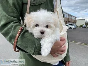 Cute Maltese Puppies for Re-Homing