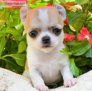Female Chihuahua Puppy for Home