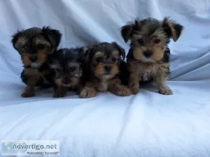 Yorkie Puppies