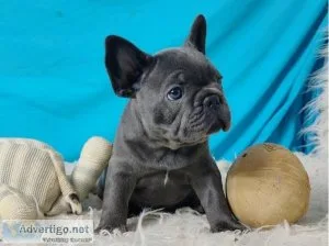 Blue 2 French bulldog puppies for sale