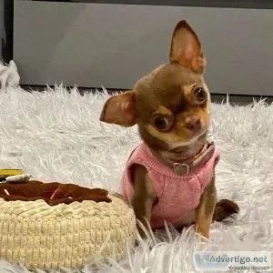Chihuahua puppies