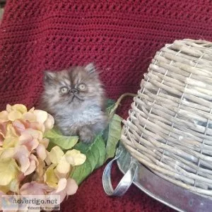 Persian kittens