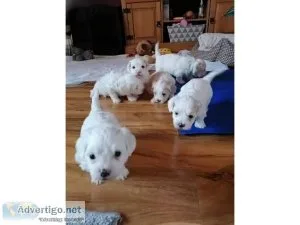 Ready to go nowMaltese puppies