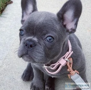 baby doll French bulldog puppies for sale
