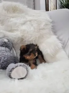EACUP YORKIE PUPPIES