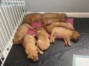 Dogue de Bordeaux Available For Adoption