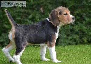 Beagle puppy for pet lovers