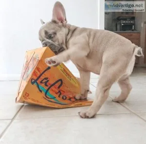 handsome French bulldog pups for sale