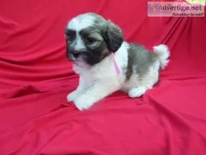 Morkie Puppies