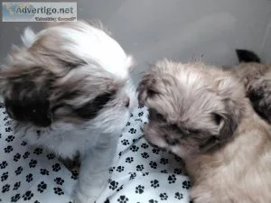 Shihtzu mix
