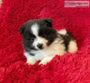 Pomeranian Puppy