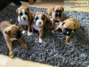 Amazing Male and Female Boxer Looking Forever Home