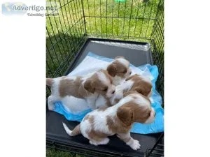 AKC Registered Health Tested Cavalier King Charles Spaniel Puppi