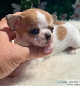 Standard Chihuahua puppies (202)978-8737