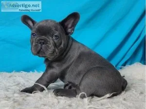 Wonderful Blue French bulldog puppies for sale