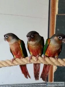 Yellowsided Green Cheeks for Sale in So FL