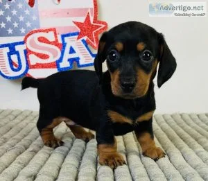 Jada Mini dachshound