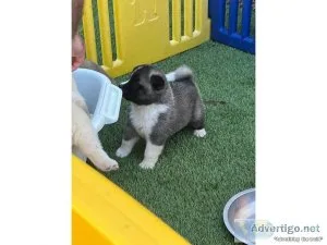 Chunky Akita Puppies Ready