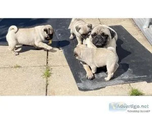 Five Generations AKC Registered Pug Puppies Available
