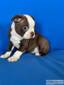 Boston Terrier Puppies