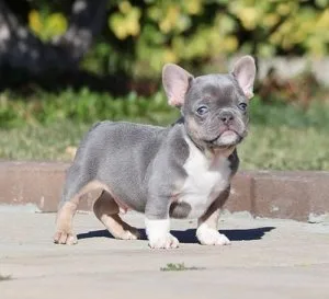 Male AKC Lilac Tri Boy French Bulldog