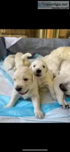 English Cream Retrievers