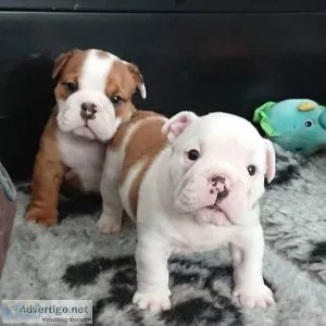 The English bulldog puppies