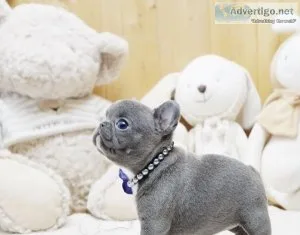 luxury Mini French bulldog puppies for sale