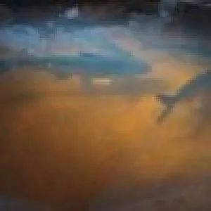 Large cat fish for ponds