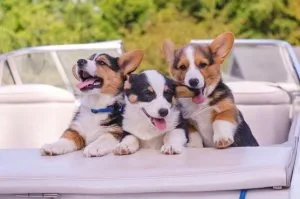 AKC Pembroke Welsh Corgi Puppy