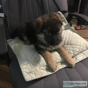 German Shepherd  Puppies