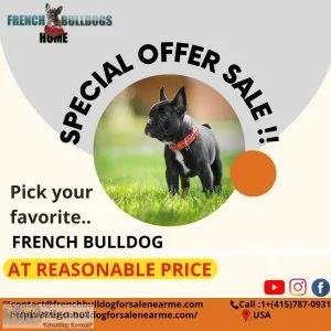 French Bulldog Puppies For Sale  French Bulldog Puppies for