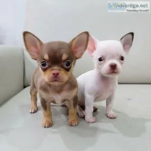 Beautiful Chihuahua puppies available
